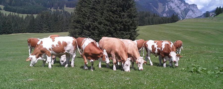 lebenslauf